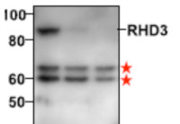 RHD3 | Protein Root Hair Defective 3 (N-terminal) in the group Antibodies for Plant/Algal  / Cell Wall / Agrisera collection at Agrisera AB (Antibodies for research) (AS20 4417)